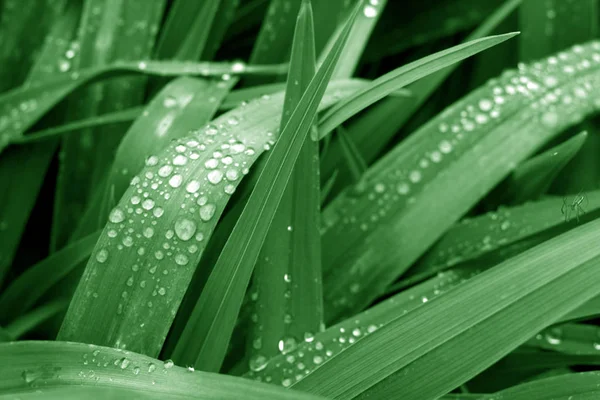 Erba Con Gocce Rugiada Esso Colore Verde Sfondo Naturale Stagionale — Foto Stock