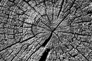 Eski günlük makro siyah beyaz kesti. Arka plan ve tasarım için doku.