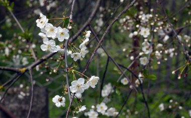 Kiraz ağacı çiçeği bokeh ile içinde. Mevsimsel doğal arka plan.