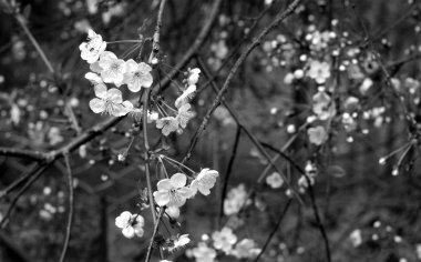 Siyah beyaz bokeh ile kiraz ağacı çiçeği içinde. Mevsimsel doğal arka plan.