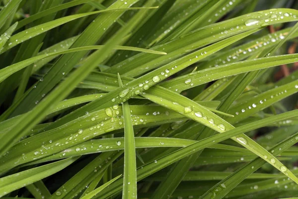 Erba Verde Con Gocce Rugiada Sfondo Naturale Stagionale — Foto Stock