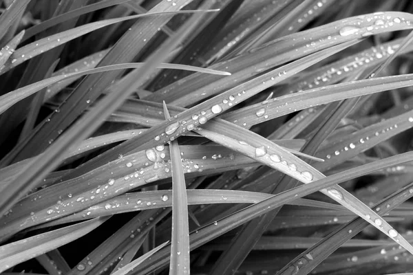 Grass with dew drops on it in black and white. Seasonal natural background.