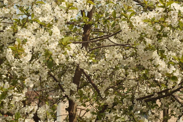 Körsbärsträd Blom Med Bokeh Säsongens Naturliga Bakgrund — Stockfoto