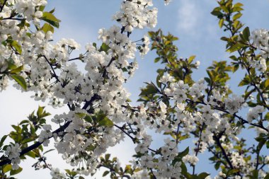 Kiraz ağacı çiçeği bokeh ile içinde. Mevsimsel doğal arka plan.