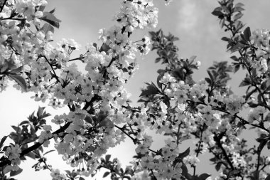 Siyah beyaz bokeh ile kiraz ağacı çiçeği içinde. Mevsimsel doğal arka plan.