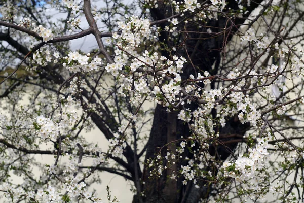 Cerisier Fleur Avec Bokeh Fond Naturel Saisonnier — Photo