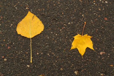 İki portakal yapraklar ıslak asfalt yolda. Mevsimlik arka plan duvar kağıdı veya tasarım için.