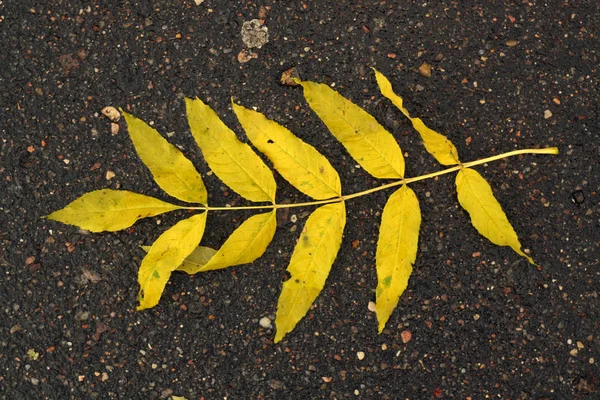 Gelbe Blätter Auf Nasser Asphaltstraße Saisonaler Hintergrund Für Tapete Oder — Stockfoto