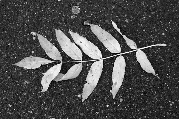 Blätter Auf Nasser Asphaltstraße Schwarz Weiß Saisonaler Hintergrund Für Tapete — Stockfoto