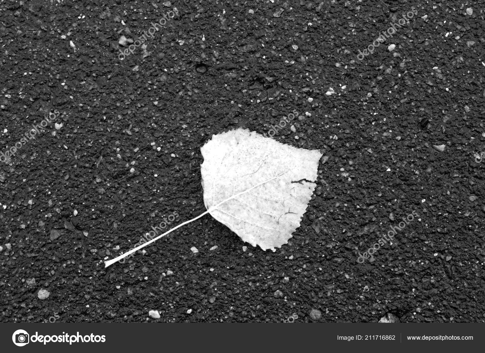 在潮湿的沥青路面上用黑白相间的叶子壁纸或设计的季节性背景 图库照片 C Pavelalexeev