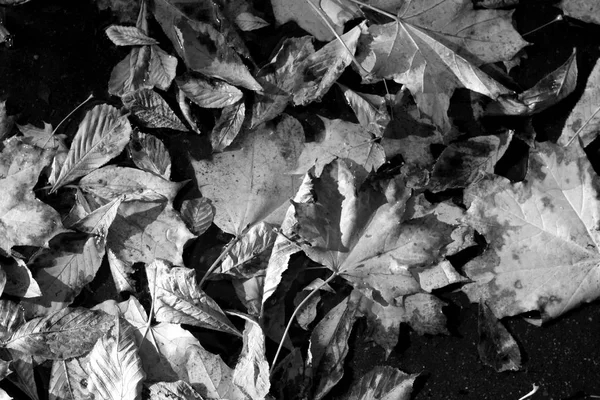 秋天的一堆树叶 黑白相间 壁纸或设计的季节性背景 — 图库照片
