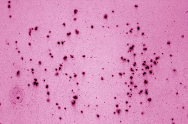 Grungy Verroeste Metalen Oppervlak Roze Toon Abstracte Achtergrond Textuur — Stockfoto