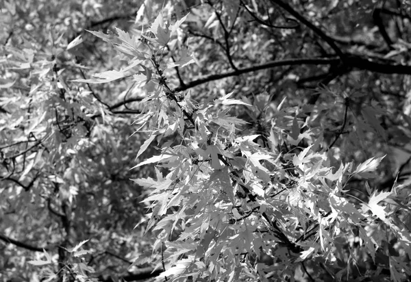 Foglie Albero Autunno Bianco Nero Sfondo Stagionale Carta Parati Design — Foto Stock