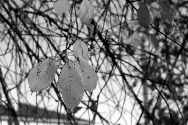 체리는 흑인과 Andblured 나뭇잎 디자인에 — 스톡 사진