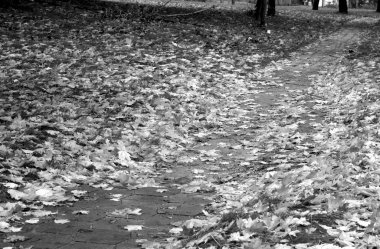 Islak siyah beyaz yolda bırakır. Mevsimlik arka plan duvar kağıdı veya tasarım için.