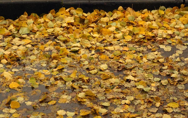 Mokre Liście Pomarańczowy Drodze Sezonowy Tło Tapeta Lub Projekt — Zdjęcie stockowe