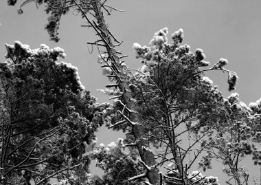 Çam üstleri siyah beyaz kar ile kaplı. Mevsimlik arka plan.