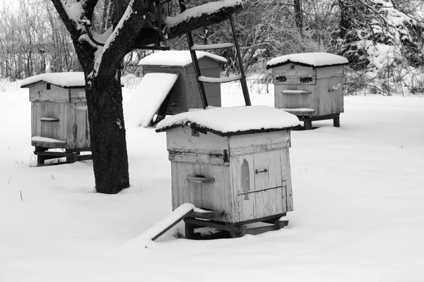 Vecchi Alveari Inverno Bianco Nero Sfondo Texture Stagionali — Foto Stock