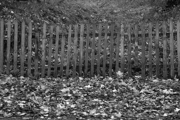 Fallen Leaves Old Wooden Fence Black White Seasonal Background Texture — Stock Photo, Image