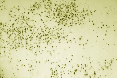 Paslı metal yüzeyi sarı tonda. Soyut arkaplan ve doku.