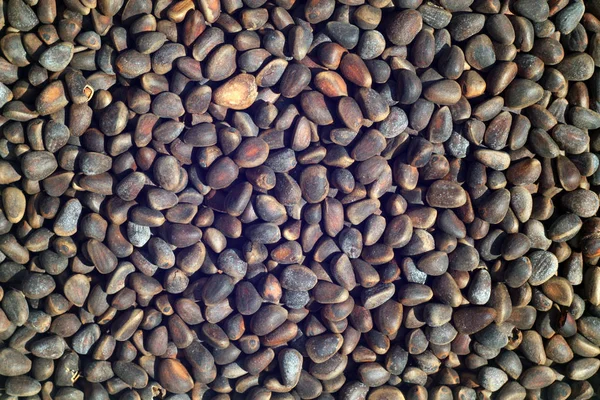 Kiefernnussstapel Großaufnahme Brauner Farbe Lebensmittel Und Zutaten — Stockfoto
