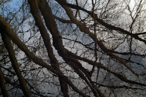老树在水面上反射 墙纸或设计的季节性背景 — 图库照片