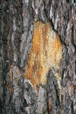 Huş ağacı kabuğu doku. Arka plan ve tasarım için doku.
