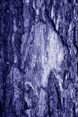 Huş ağacı kabuğu doku mavi ses tonuyla. Arka plan ve tasarım için doku.