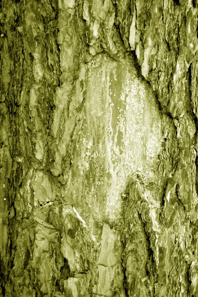 Birch Árvore Casca Textura Tom Amarelo Fundo Abstrato Textura Para — Fotografia de Stock