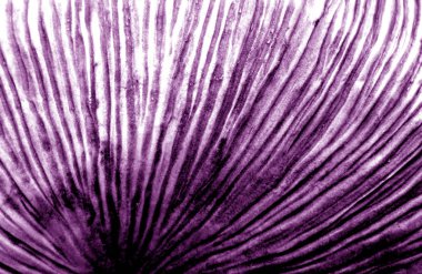 Soyut uneaven doku mor tonda. Arka plan ve tasarım için doku.