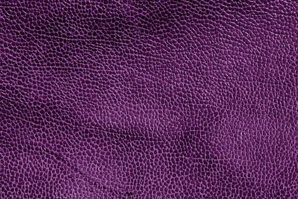 Zvětralé kůže textury v purple tón. — Stock fotografie