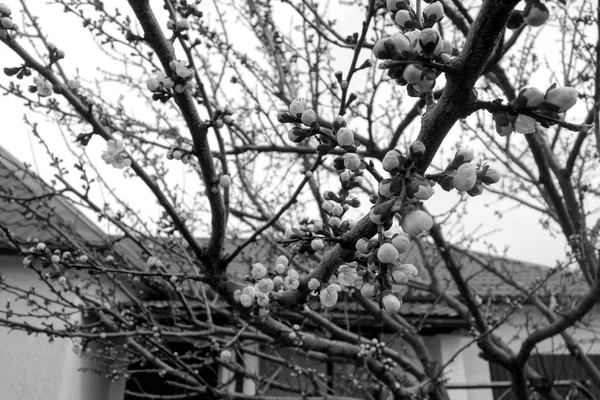 Aprikos träd i blom i svart och vitt. — Stockfoto