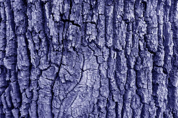 Kůra starého velkého dubu stromu v modrém tónu. — Stock fotografie