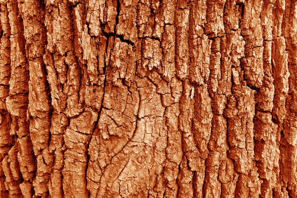 Bark of old big oak tree texture in orange tone. — Stock Photo, Image