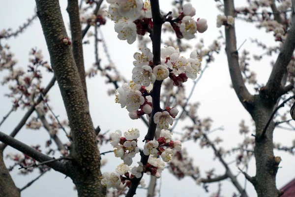 Albicocca in fiore . — Foto Stock