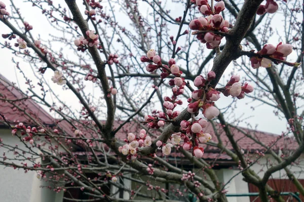 살구 나무 꽃. — 스톡 사진