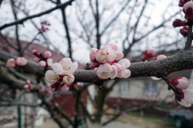 Kayısı ağacı çiçek.