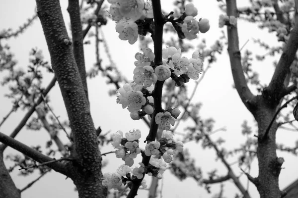 Abricot en fleur en noir et blanc . — Photo