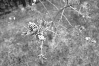 Genç leylak, siyah beyaz yaklaş..