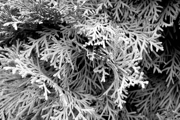 Zelený Thuja zblízka v černém a bílém. — Stock fotografie