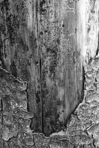 검은 색과 흰색의 오래된 큰 나무 질감의 껍질. — 스톡 사진