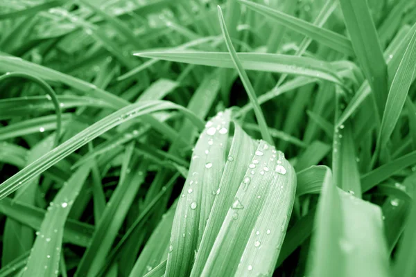 Gras met dauw druppels op het in groene kleur. — Stockfoto