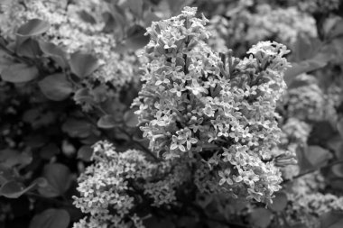 Siyah beyaz çiçeklenmiş leylak..