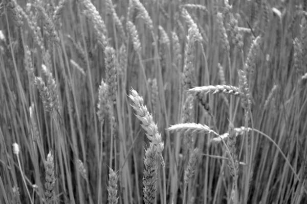 Wheat field close-up with blur effect in black and white. — 스톡 사진