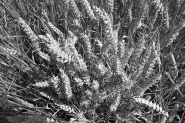 Siyah-beyaz bulanık efektli buğday alanı.