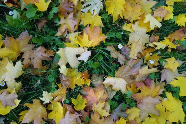 Stapel van gele esdoorn bladeren. — Stockfoto