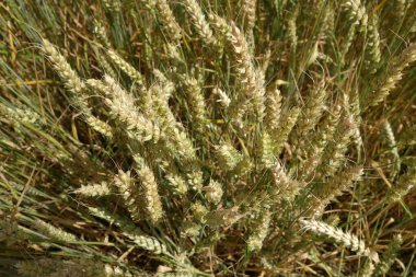 Bulanıklık efektli buğday tarlası yakın çekim.