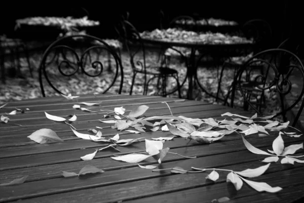 Πεσμένα φύλλα σε ξύλινο τραπέζι σε καφέ σε μαύρο και άσπρο. — Φωτογραφία Αρχείου