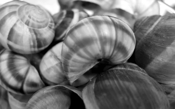 Superficie de conchas marinas en blanco y negro . — Foto de Stock