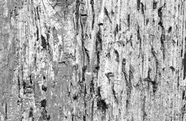 Grunge resistiu superfície prancha de madeira em preto e branco . — Fotografia de Stock